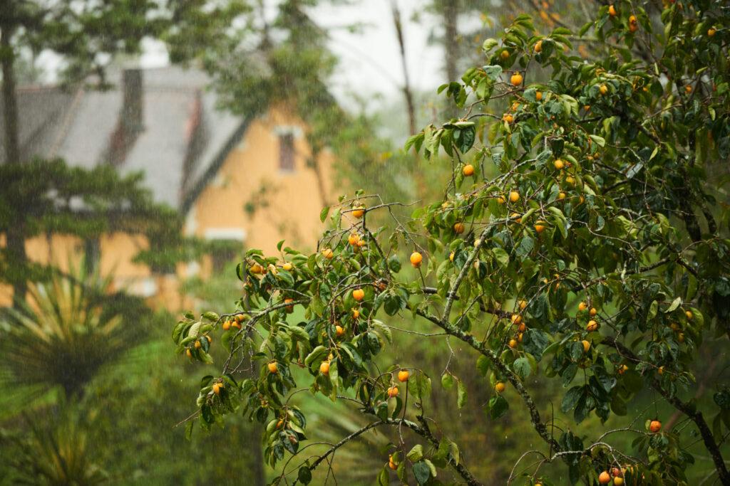drzewka owocowe (5)