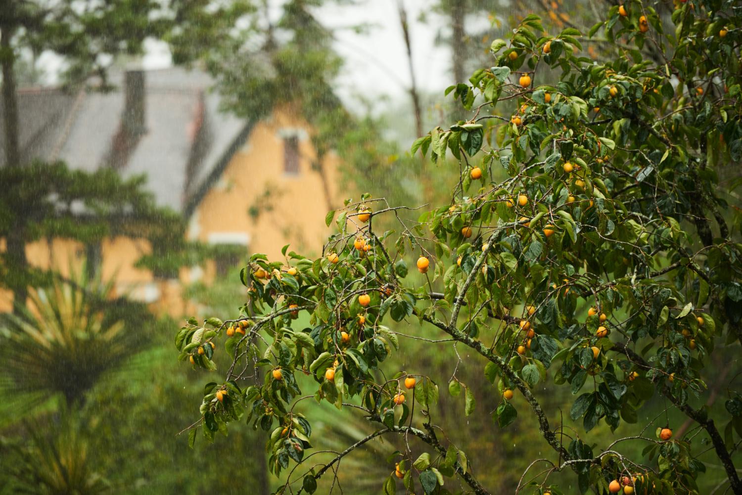 drzewka owocowe (5)